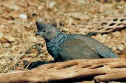 The Blue Scale Quail---Prepelita soldata albastra cu pantece castaniu