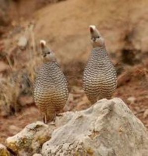 The Blue Scale Quail---Prepelita soldata albastra cu pantece castaniu