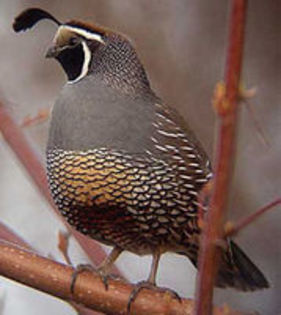The California Valley Quail----prepelita californiana
