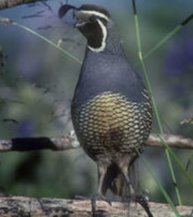 The California Valley Quail----prepelita californiana