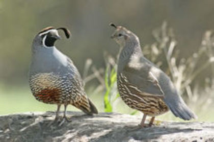 The California Valley Quail----prepelita californiana