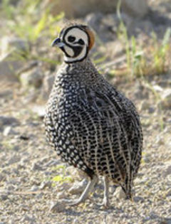 The Mearns Quail