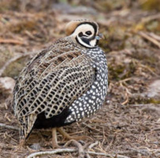 The Mearns Quail