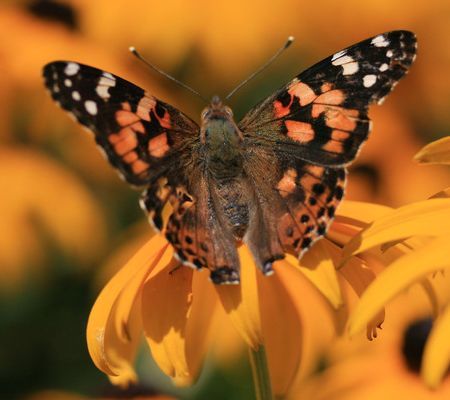 Butterfly on black-eyed susan - fluturi