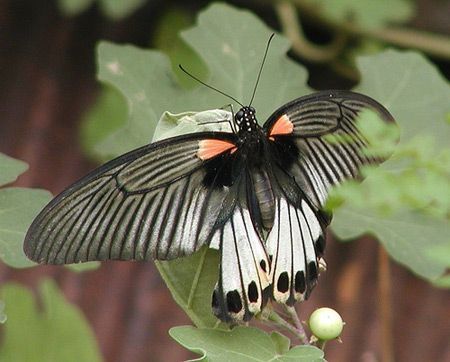 Fluturele Marele mormon - fluturi