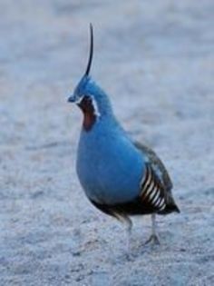 The Mountain Quail---prepelita de munte