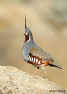 The Mountain Quail---prepelita de munte