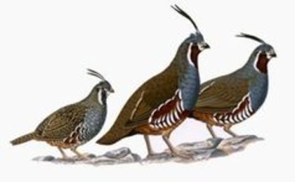 The Mountain Quail---prepelita de munte