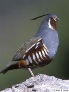 The Mountain Quail---prepelita de munte