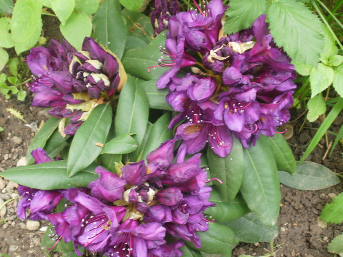 Rhododendron `Marcel Menard`