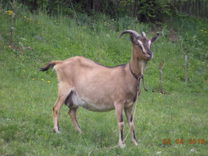 Bambi gestanta-2 - PRIMAVARA-2016