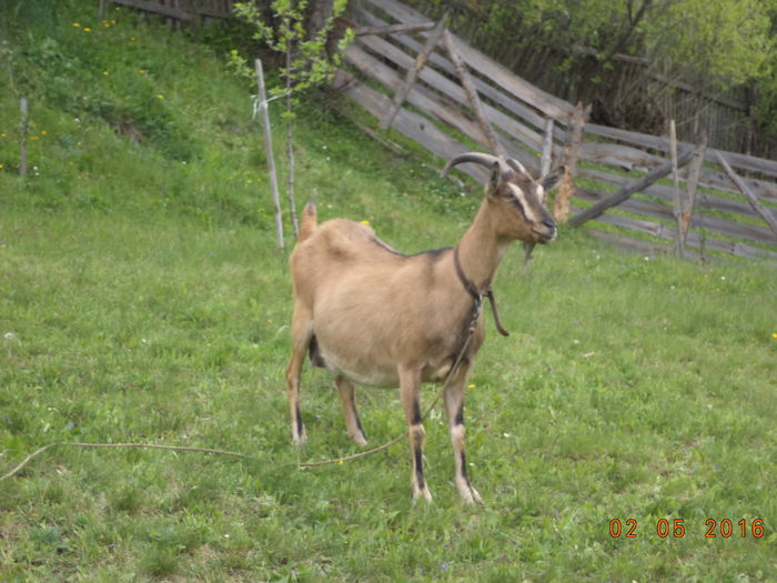 Bambi va fata in 16 Mai