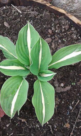 055 - COLECTIE HOSTA