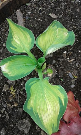 054 - COLECTIE HOSTA