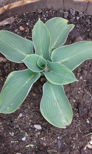 053 - COLECTIE HOSTA