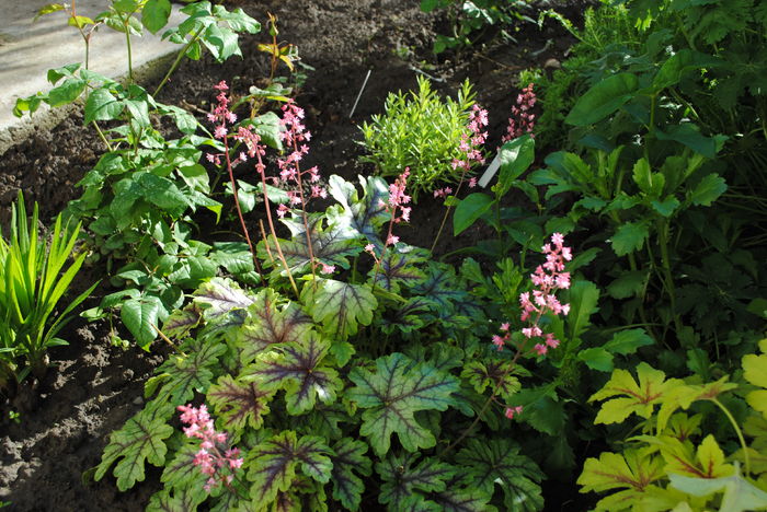 heucherella_tapestry