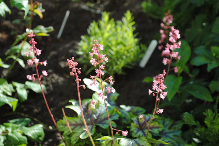 flori heucherella_tapestry