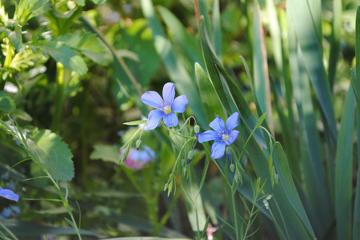 (linum perene)
