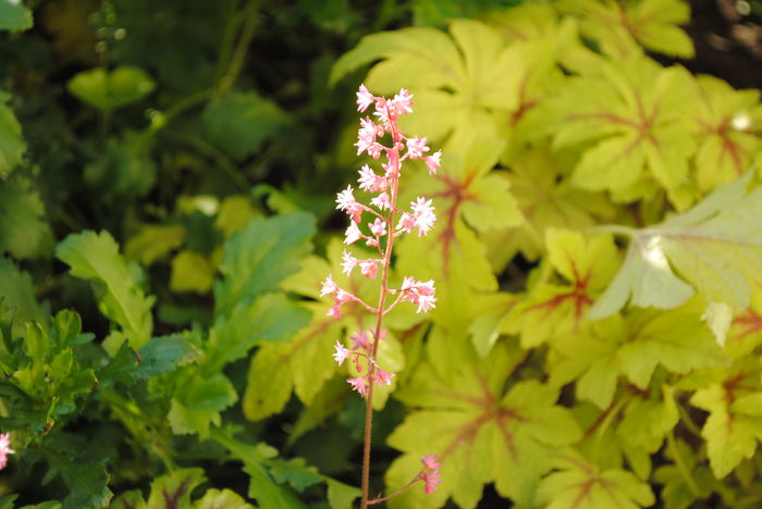 flori heucherella_tapestry