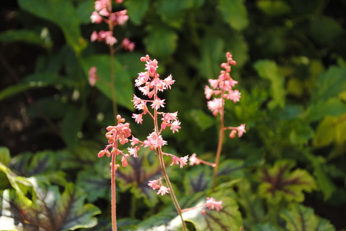 flori heucherella_tapestry