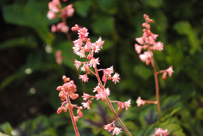 flori heuchera paris