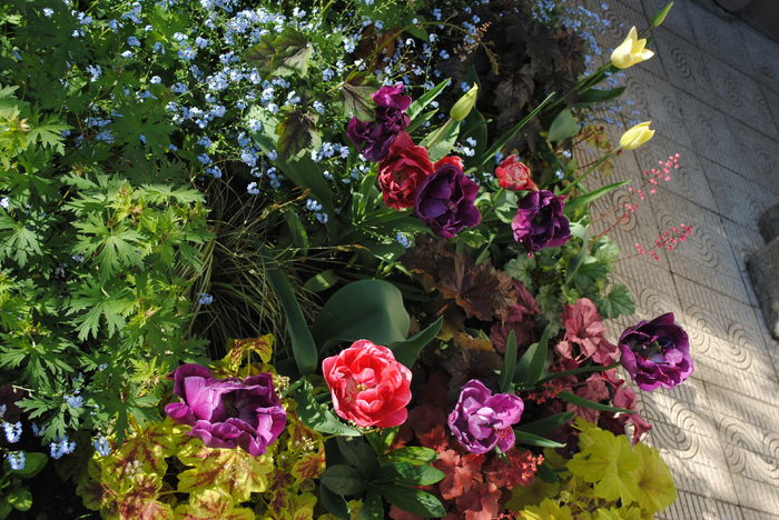 30 aprilie - 2016 gradina mea