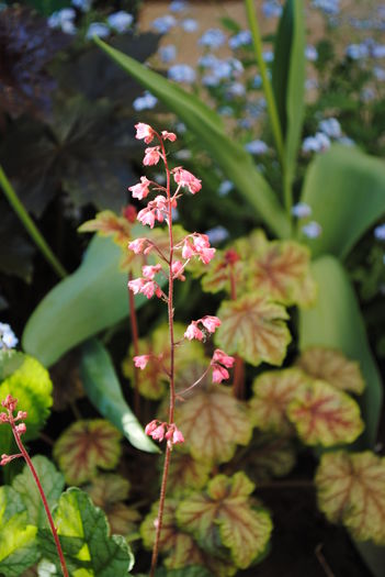 flori heuchera paris