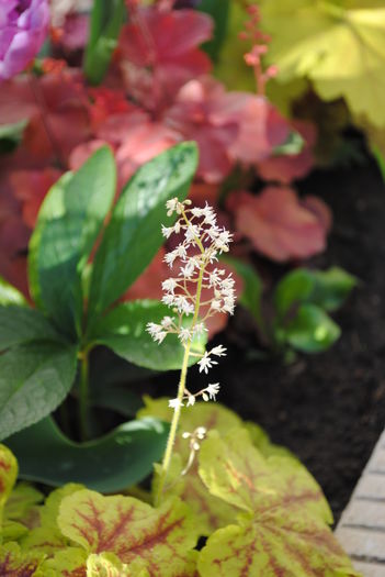flori heucherella Solar Eclipse