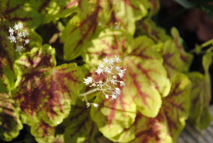 heucherella Solar Eclipse