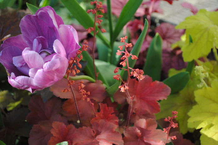 heuchera cherry-cola