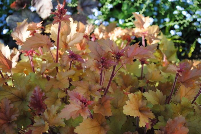 heuchera marmelade - 2016 heuchera heucherella brunnera