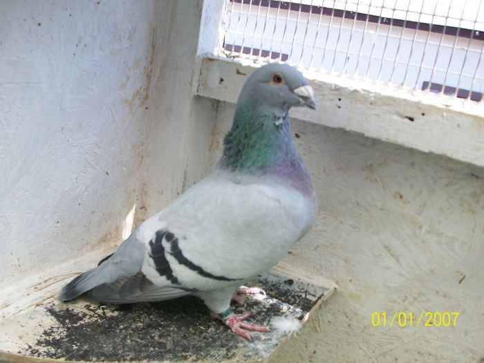 Picture 010 VANDUTA; femela 2014
