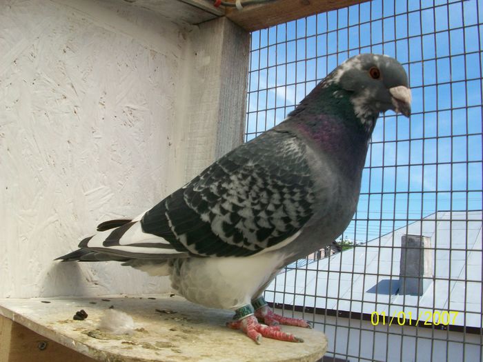 Picture 032 VANDUTA; femela 2015
