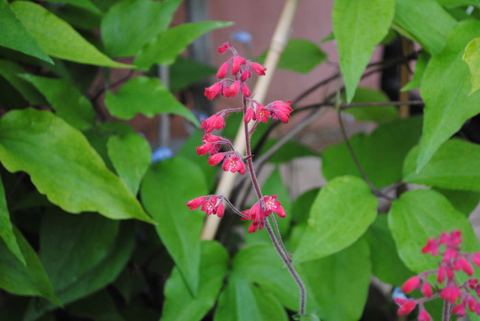 flori heuchera sanguinea Ruby Bells - 2016 heuchera heucherella brunnera
