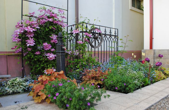 30 aprilie - 2016 plantele mele