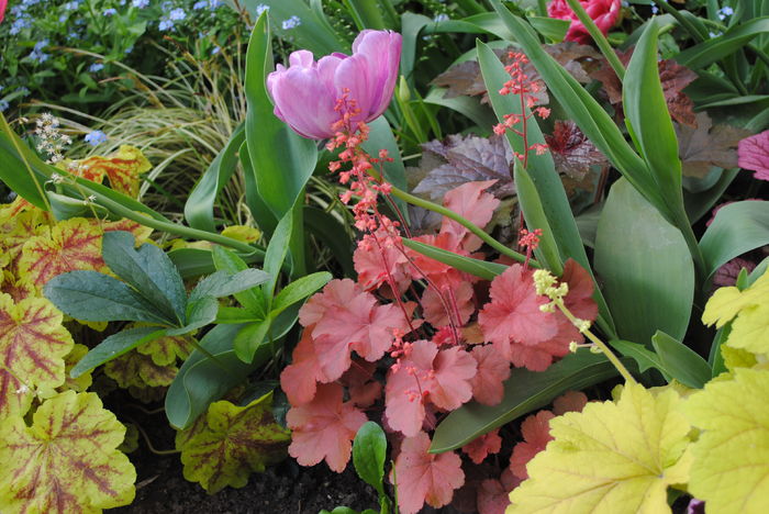 heuchera cherry-cola - 2016 heuchera heucherella brunnera