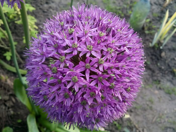 IMG_20160502_064155 - 2016 Primavara