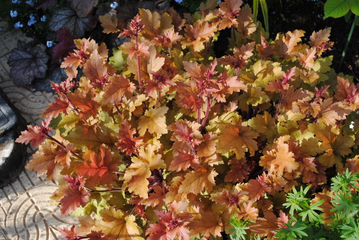 heuchera marmelade - 2016 heuchera heucherella brunnera