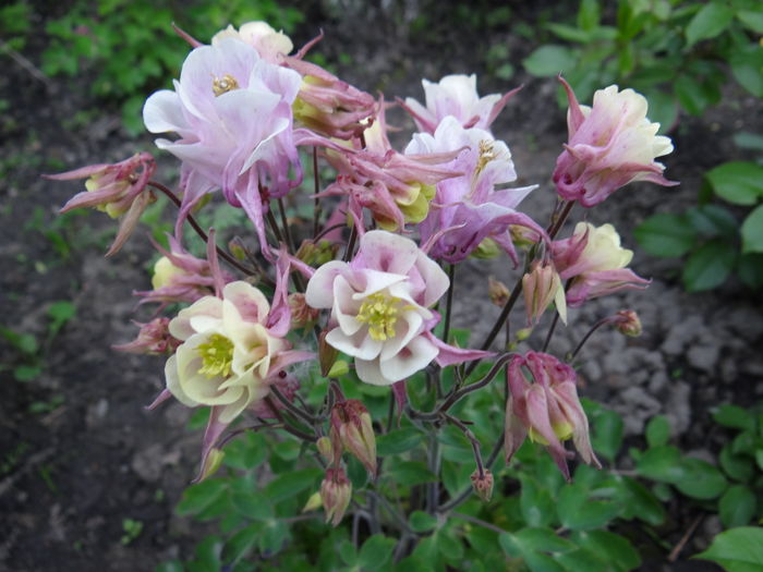  - E Florar in calendar