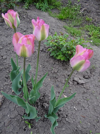 2 mai - E Florar in calendar