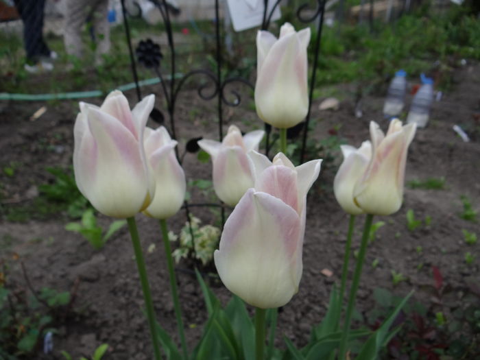 Elegant Lady - E Florar in calendar