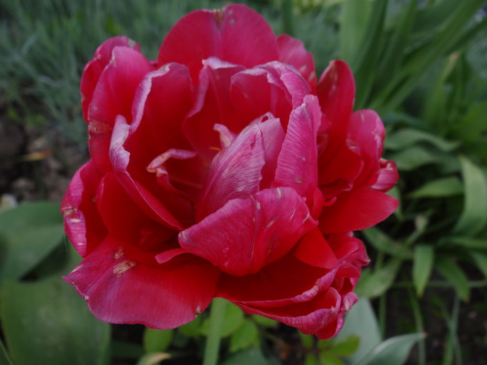  - E Florar in calendar