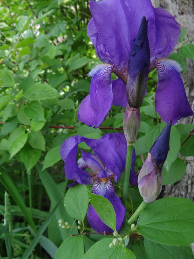ascuns de trunchiul unui copac... - E Florar in calendar