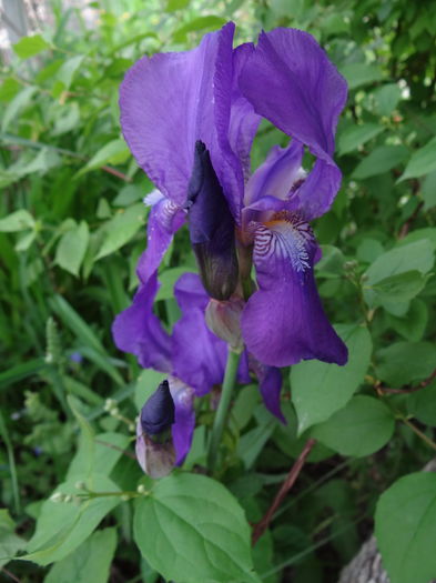 - E Florar in calendar