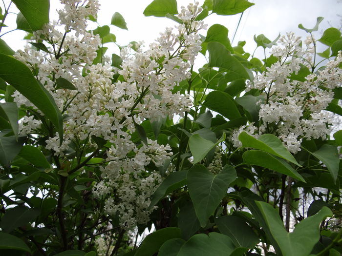  - E Florar in calendar