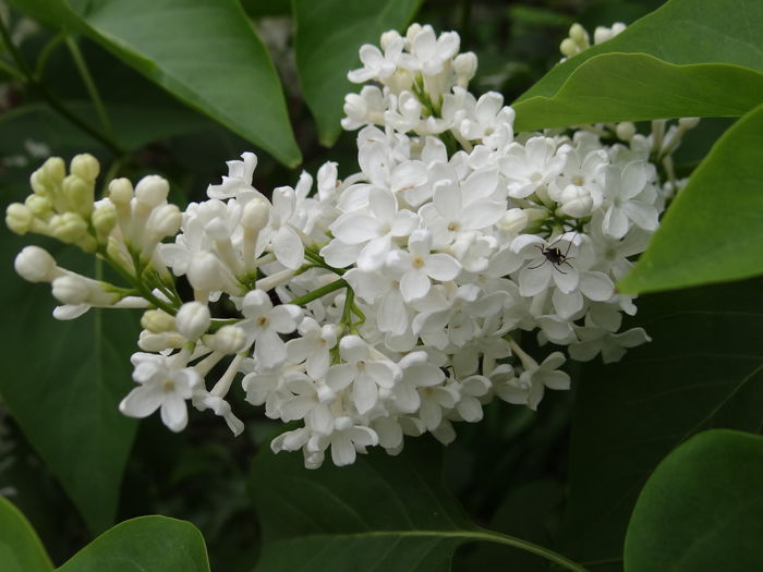  - E Florar in calendar