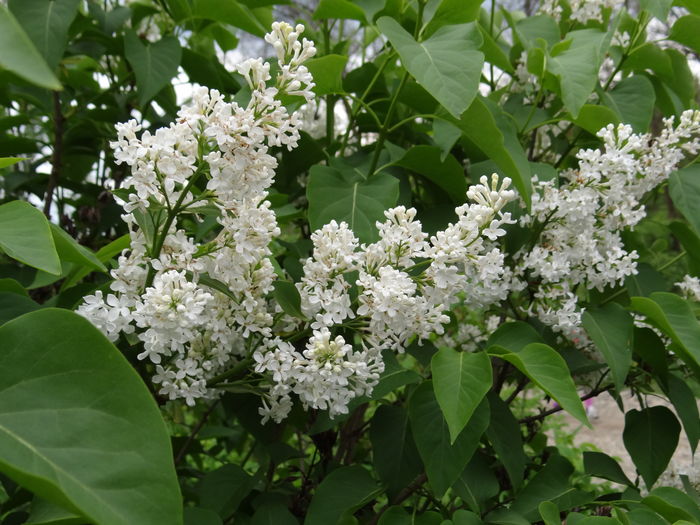  - E Florar in calendar