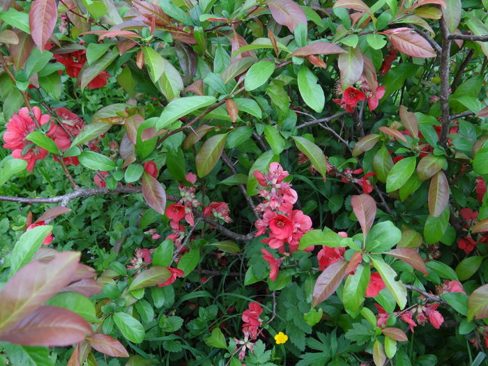  - E Florar in calendar