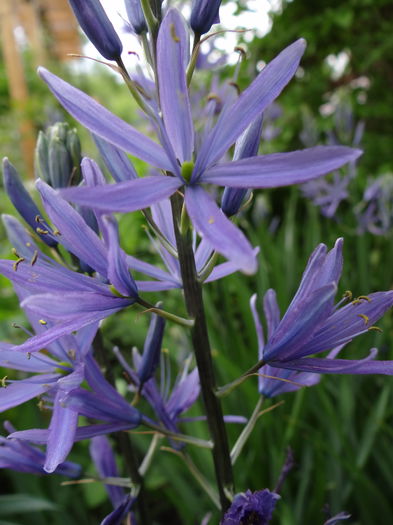  - E Florar in calendar