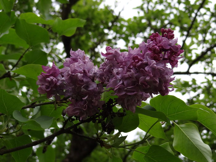  - E Florar in calendar